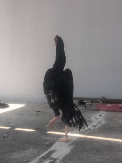 Blue King size O shamo