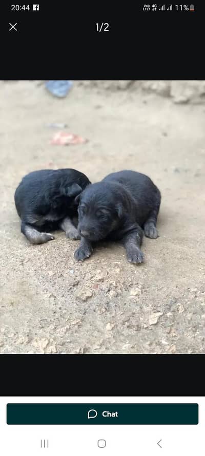 every dog puppies. . indian spetz. russian avalibal