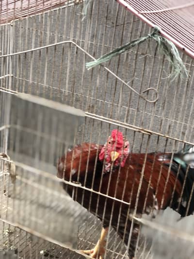 Aseeel pair 0321 1616302