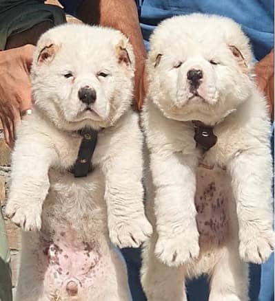Alabai | King alabai puppies | Central Asian Shepherd dog for sale