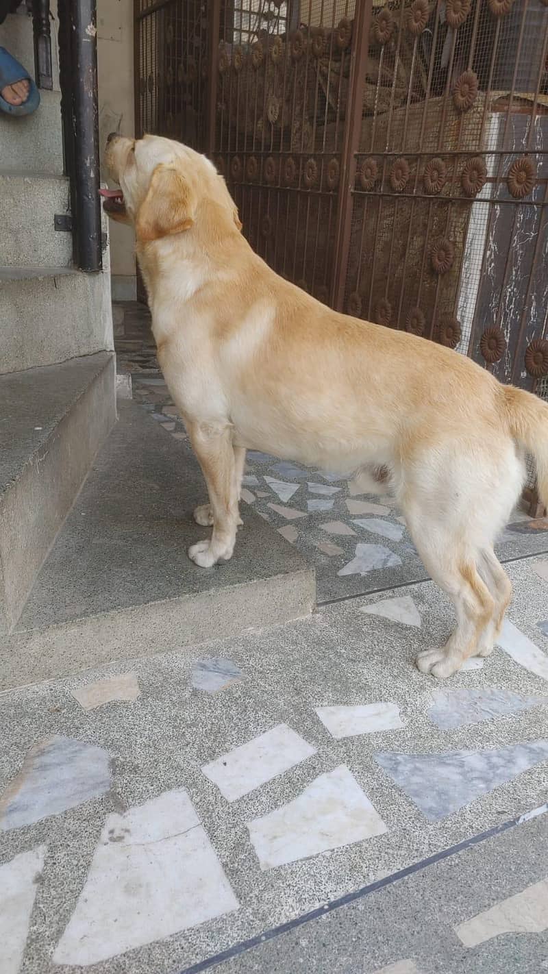 Labrador 3
