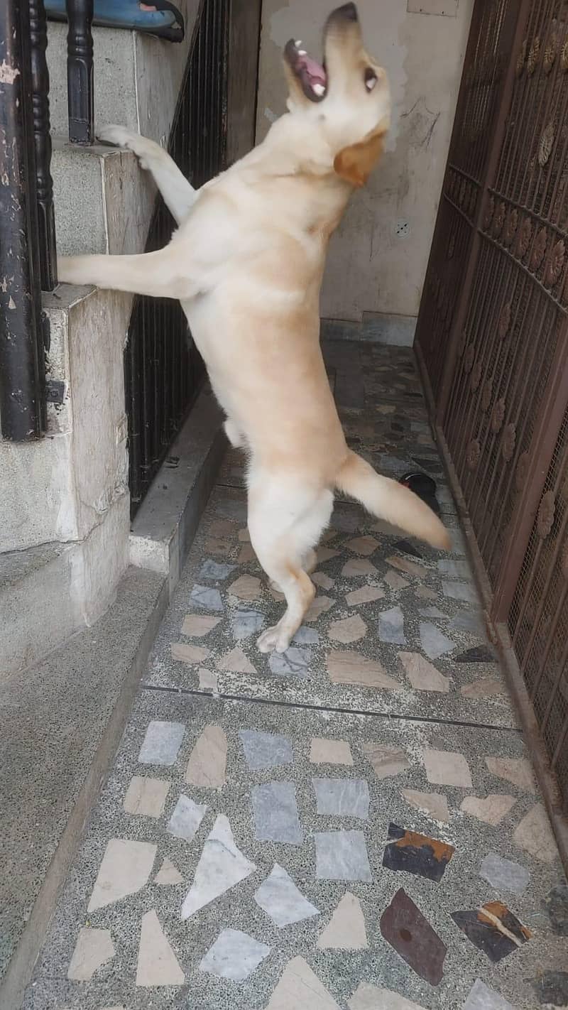 Labrador 4
