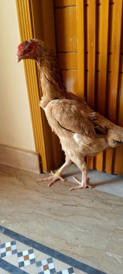 Pure shamo female quality wali