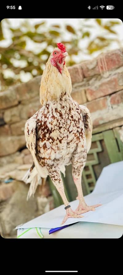aseel mainwali hen