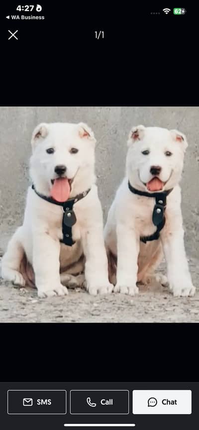 Alabai | King alabai puppies | Central Asian Shepherd dog for sale