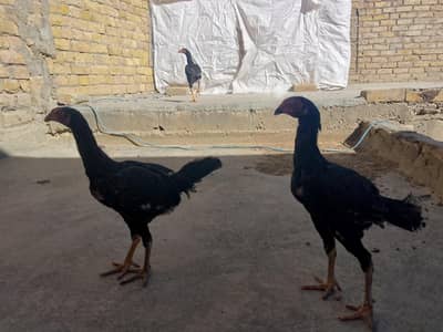 Asseel hen pairs with 4 chicks with age of 5 month