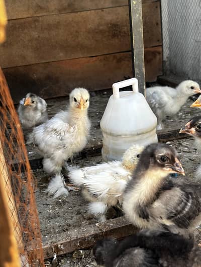 white silky Red silky blue buff  white buff back Buff