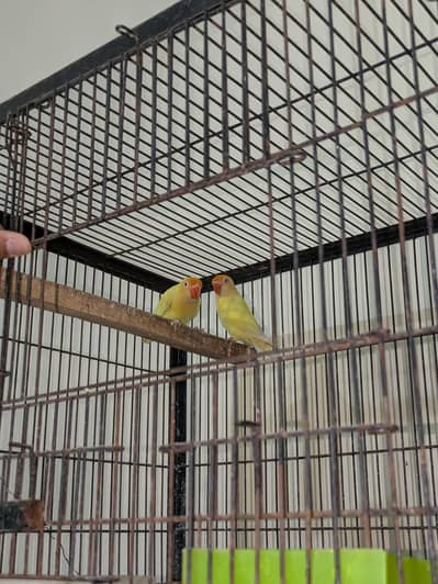 creamino to deciono lovebirds breeder pair,10 pairs available