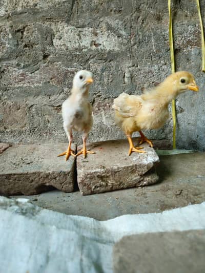 aseel chicks pure heera  aseel high quality good healty