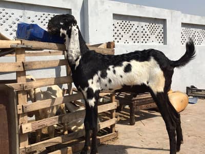 Beetal Bakra male goat