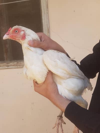 heera white paper aseel