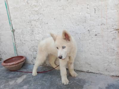 white husky