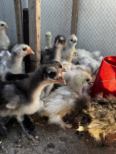 Silky Blue Heavy Buff .