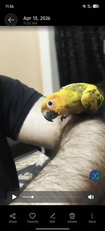 High Red Factor tamed Suncnoure Parrot (Available forsale)