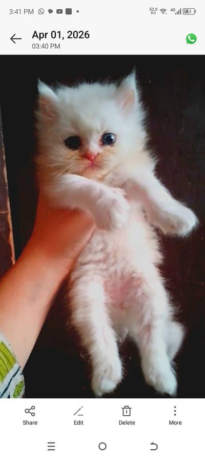 Persian kitten triple coated for selll