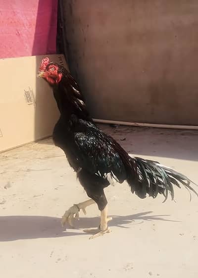 Lakha mushka lasani cross