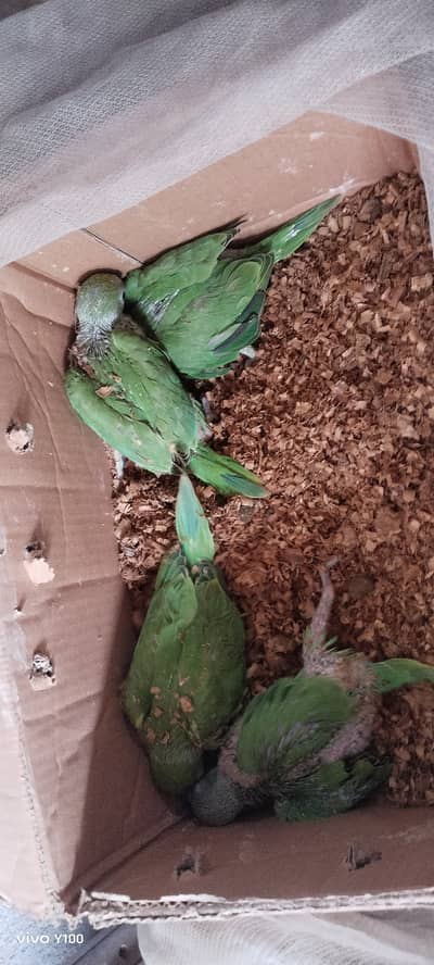 Only call 0305-2791202