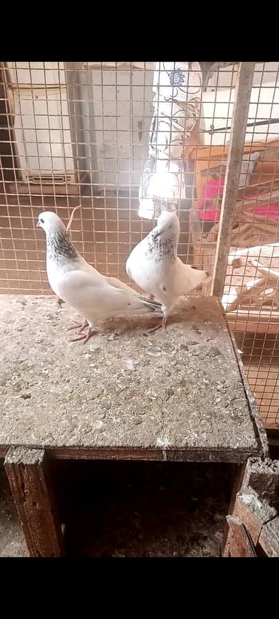 ambersere pathe,, rampuri pear ,motiwale pear