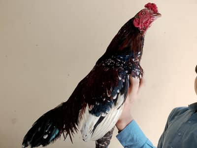 Aseel mianwali chenna murgha