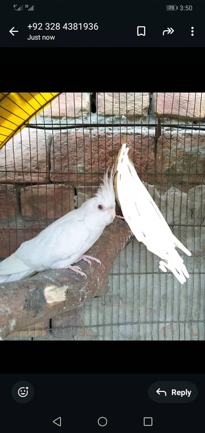 Pineapple conour pair or Eno red eye cocktail female. READ DESCRIPTION.