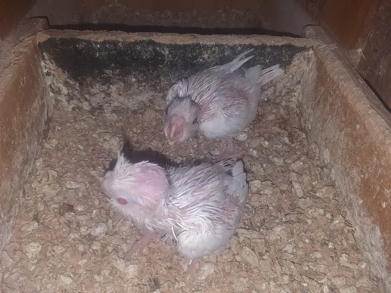 Cocktail/V Pied/Spoted/Eno Red eye/Eno Pied Breeder with egg Cockatiel — photo 2