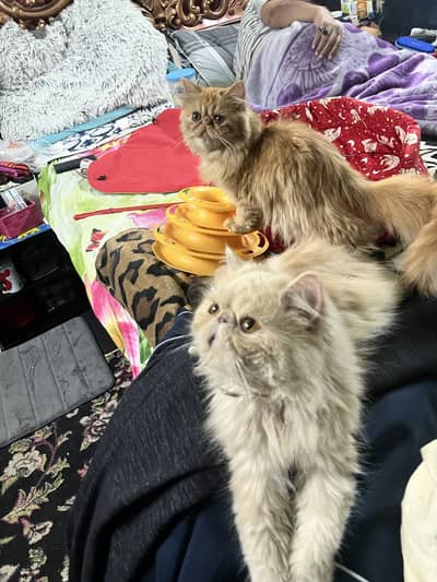 Persian triple coat stud peki male female calico punch doll face fema