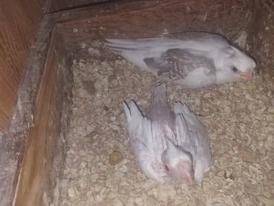 Cocktail/Eno Red eye/V Pied/Spoted/Eno Pied Breeder with egg Cockatiel