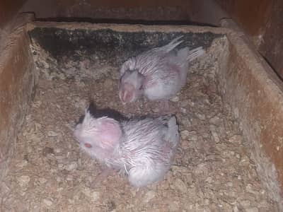 Cocktail/Eno Red eye/V Pied/Spoted/Eno Pied Breeder with egg Cockatiel