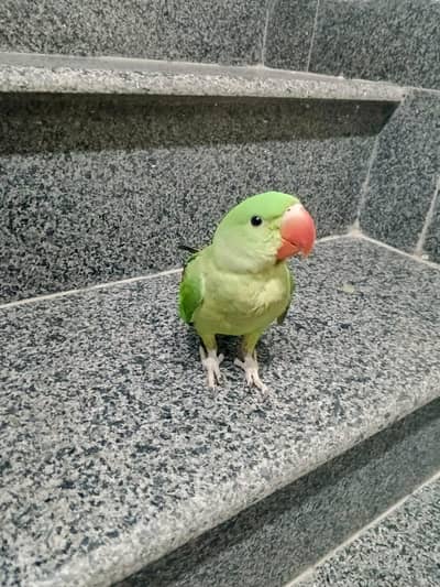 parrot