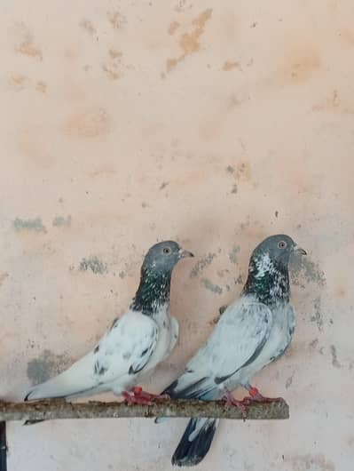 red eye high flar pigeon pair for sale.