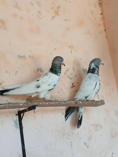 red eye high flar pigeon pair for sale.