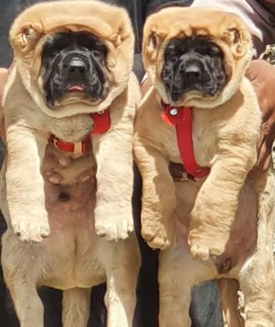 kurdish kangal puppy | afghan kochi pair | security dog