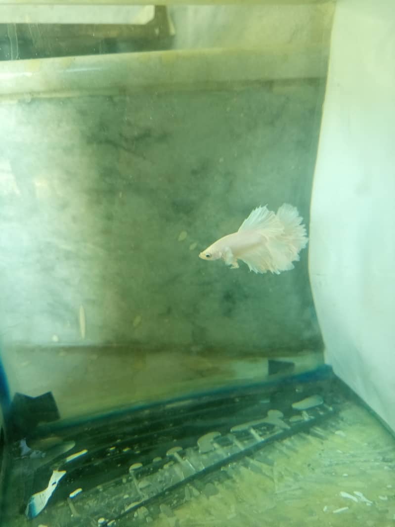Betta fish 2