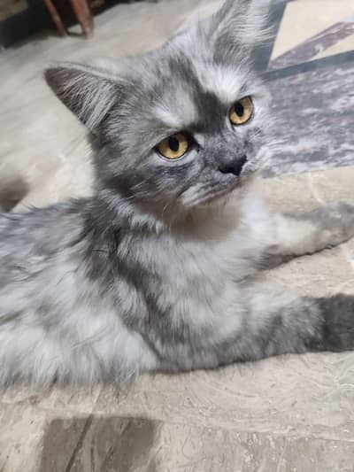 Female Persian Cat