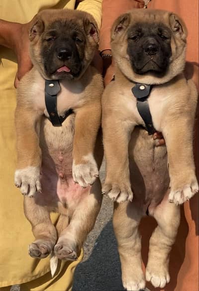 kurdish kangal puppy | afghan kochi pair | security dog