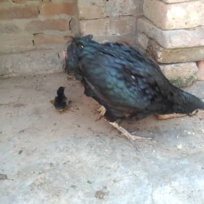 Aseel Mushki Murghi 1 Chick Kay Sath