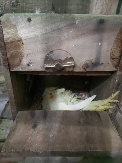 Cocktail Parrot's With Cage Or Australian Parrots For Sale