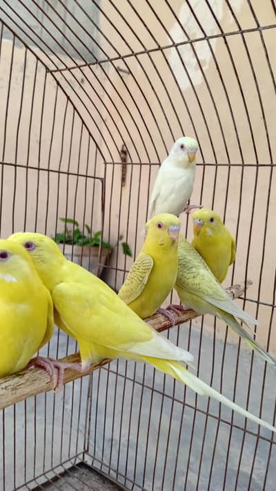 fellow red eye budgie red eye