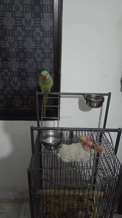 Green Parrot Kashmiri