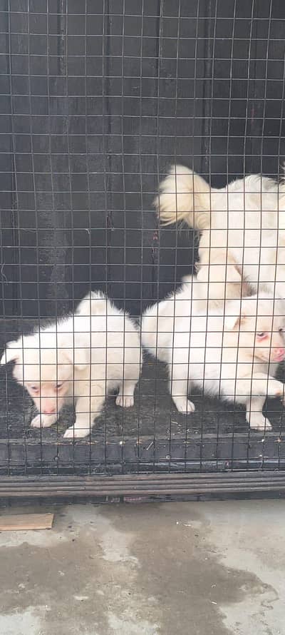 Russian pink nose zero size puppies two males one females puppies