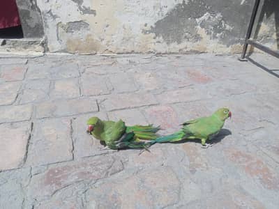 Green Birds Chicks