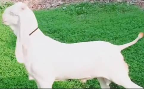 do dant Bakra qurbani ke liye 03033477978