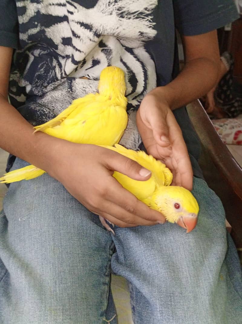 yellow ringneck 3