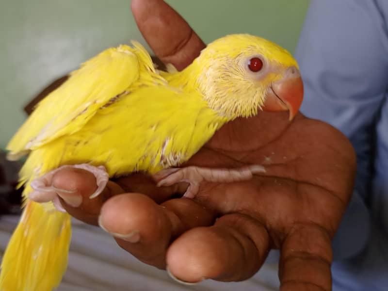 yellow ringneck 5