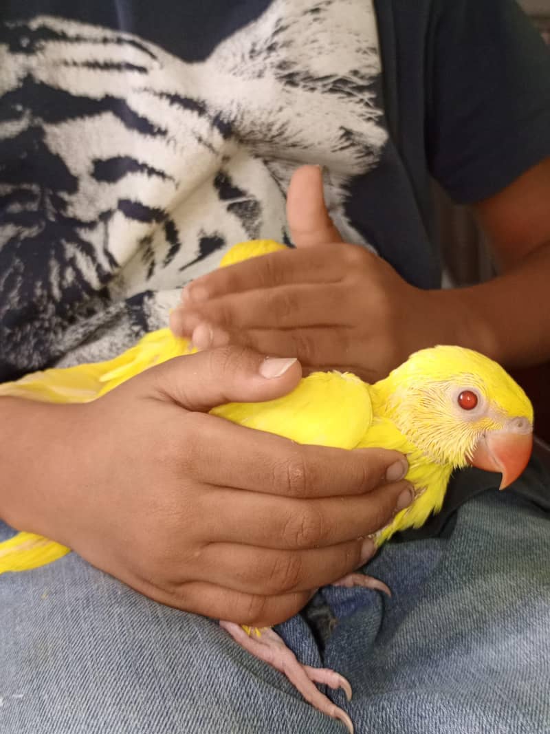 yellow ringneck 7