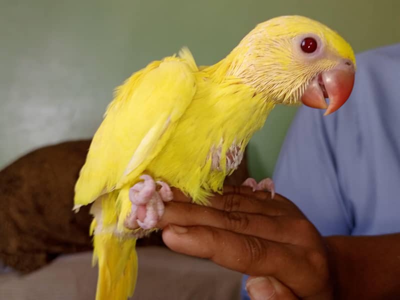 yellow ringneck 9