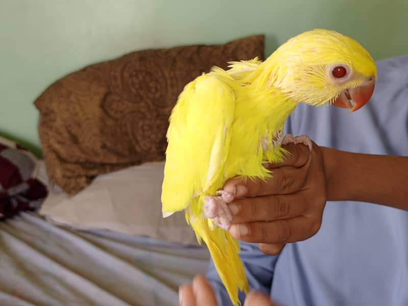 yellow ringneck 18