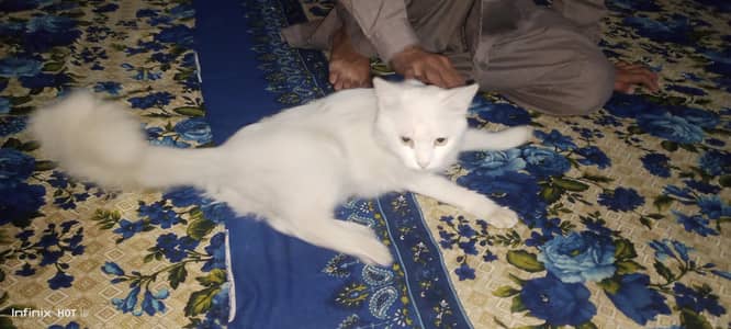 persian and enturnum punch