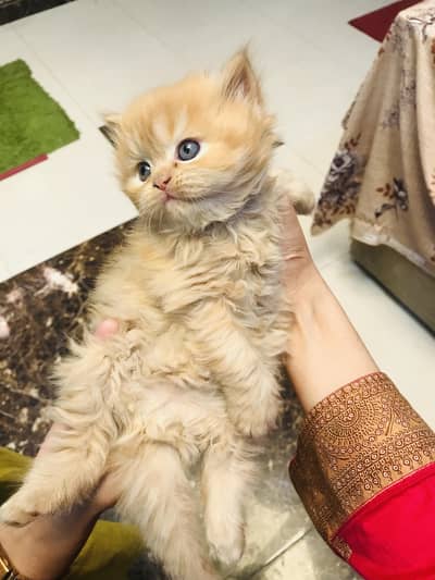 Tripple coated persian cat