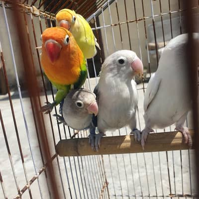 love birds breeder pairs